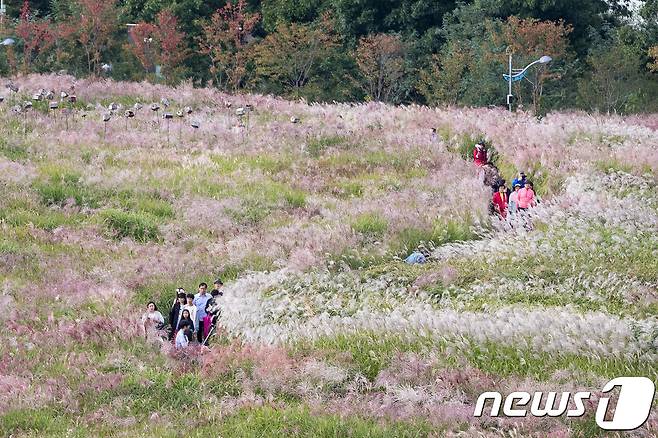 서울 마포구 하늘공원을 찾은 시민들이 억새밭 사이를 거닐며 가을 정취를 느끼고 있다. © News1 유승관 기자