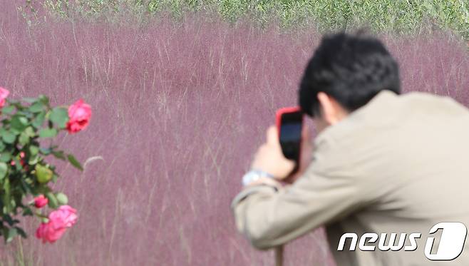 서울 잠원한강공원 그라스정원에 분홍빛 핑크뮬리가 활짝 피어 가을 정취를 자아내고 있다. © News1 허경 기자