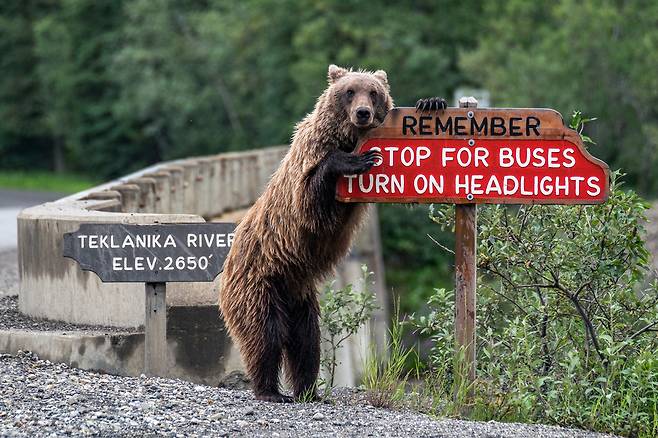 안전운전 안내는 불곰에 양보하세요. 알래스카 디날리 국립공원에서 미국의 Jonathan Irish가 찍었다.