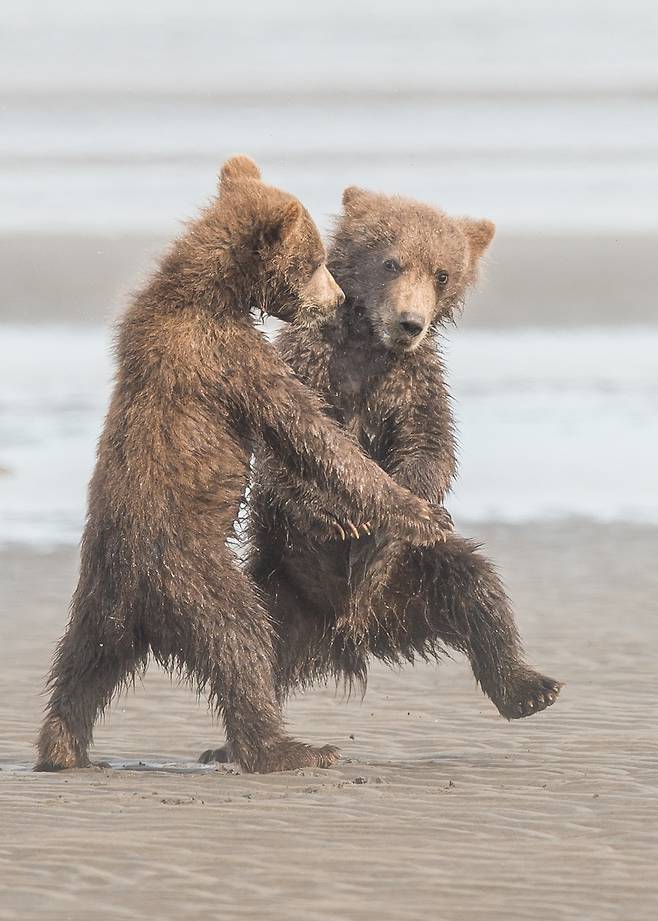 알래스카에 사는 어린 불곰 두 마리가 해변에서 춤을 추고 있다. 연습을 많이 한 듯 스텝이 척척 맞다. 원 제목은 탱고. 미국의 Michael Watts이 찍었다.