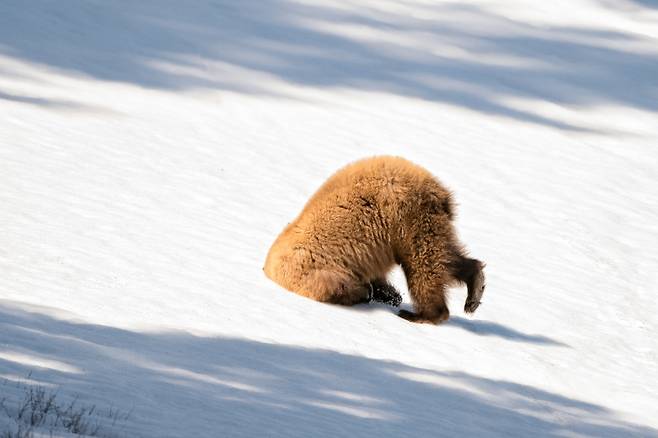 거기 누구 있어요? 미국 와이오밍주 옐로스톤 국립공원에서 갈색 털의 아메리칸흑곰이 눈밭의 구멍에 머리를 박고 있다. 미국의 Patty Bauchman이 찍었다.
