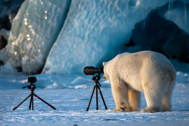 너네 잘 찍고 있니? 노르웨이에 사는 북극곰 한 마리가 사진 작가들이 자리를 비운 사이 렌즈를 들여다보고 있다. 이 사진을 찍은 이스라엘의 Roie Galitz는 “이 수컷 북극곰을 찍고 있었는데, 그가 갑자기 우리 쪽으로 빠르게 걸어왔다. 우리는 장비를 챙길 틈도 없이 설상차 뒤로 숨었는데 곰은 그저 렌즈를 지그시 들여다봤다. 북극곰은 야생사진작가로 직업을 고려해보고 있는 듯 했다”고 설명했다.