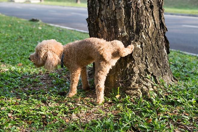 공원의 나무에 오줌으로 냄새 표시를 하는 푸들. 냄새를 확인하는 것은 개들에게 중요한 사회활동이다. 게티이미지뱅크 제공.