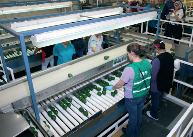 아보카도는 후숙 과일이라 포장과 수송과정에서의 탄소발자국 값이 크다. 사진은 아보카도 생산업체인 미국 캘리포니아주 ‘더미션 프로듀스’의 분류 작업장. - California Avocados(F) 제공