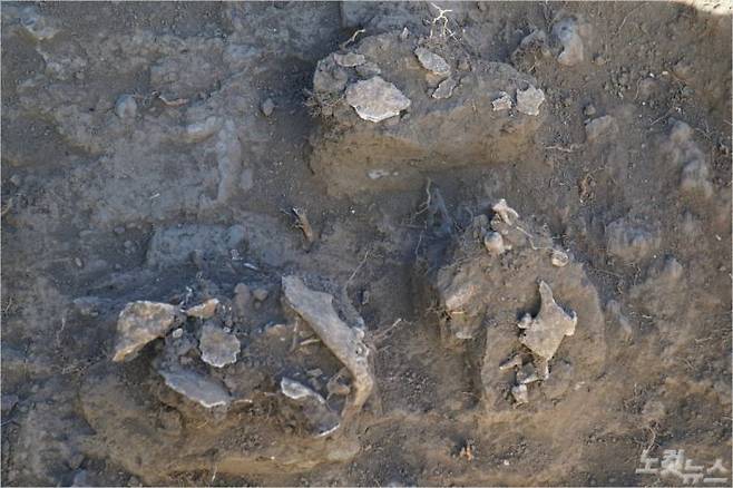 이번에 발굴된 영유아 두개골 유해. 훼손 상태가 심각하다. (사진=고상현 기자)