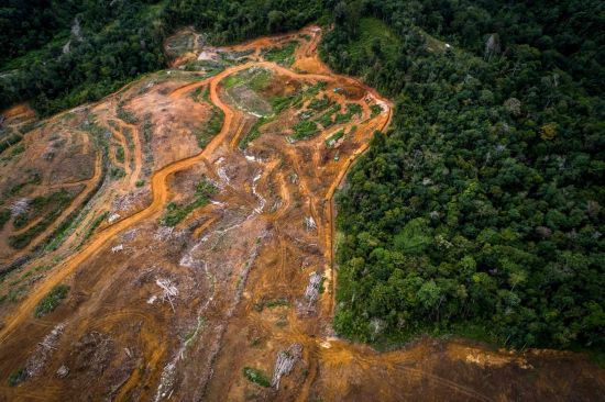 세계 멸종 위기 희귀 유인원인 타파눌리 오랑우탄의 유일한 서식지인 인도네시아 수마트라 섬 바탕토르 지역에 중국 자본에 의해 대규모 수력발전소가 지어지고 있다. [이미지출처=AFP연합뉴스]