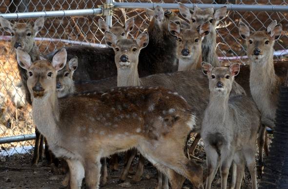 충북 보은군 속리산국립공원 부근 임시계류장에 있는 방사 꽃사슴들이 밥을 주러 온 직원을 경계하는 모습. 외래종 속리산 꽃사슴은 앞으로 복원할 토종 대륙사슴의 종 보존을 위해 2010년부터 포획·격리되고 있다. 보은/강재훈 선임기자 khan@hani.co.kr