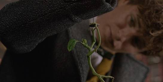 보우트러클 / 사진='신비한 동물들과 그린델왈드의 범죄' 스틸컷