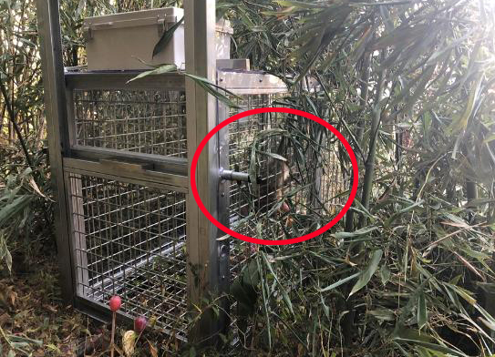 이달 6일 사육장을 탈출했던 원숭이가 19일 오전 9시 46분경 센터 인근 숲에 미리 설치해둔 구조용 덫에 포획된 채 발견됐다. 안전하게 구조된 이 원숭이의 건강 상태는 양호한 것으로 확인됐다. - 연합뉴스