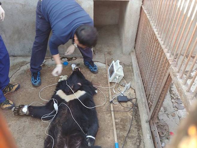 27일, ‘달이’가 마취를 한 채 신체 검사를 받고 있다.