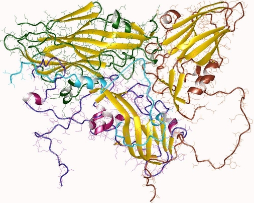아미노산의 복잡한 화학적 결합으로 만들어지는 단백질의 구조. /위키미디어 제공.