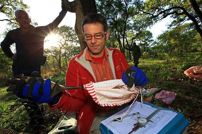 생물학자 마틴 위켈스키는 잠비아에서 박쥐에 태그를 달아 추적하는 연구를 하고 있다. -크리스티안 지글러 제공