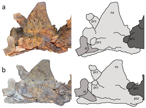 [데이비드 혼 제공/Hone D.W.E., Witton M.P., Habib M.B. 2018.  Evidence for the Cretaceous shark Cretoxyrhina mantelli feeding on the pterosaur Pteranodon from the Niobrara Formation. PeerJ 6:e6031]
