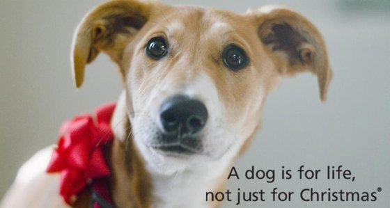 영국의 동물보호단체 도그 트러스트(Dogs trust)는 40년 전부터 크리스마스 선물로 강아지를 주고 받는 것을 반대하는 캠페인을 펼쳐왔다. [사진 도그 트러스트]