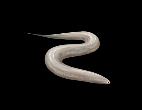실험용 동물모델로 사용되는 예쁜꼬마선충(C. elegans) [U-M Life Sciences Institute, Stephanie King 제공]