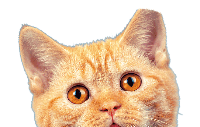 수술을 마친 길고양이는 정면에서 보았을 때 오른쪽 귀를 약 0.9cm 잘라 표시한다. 게티이미지뱅크