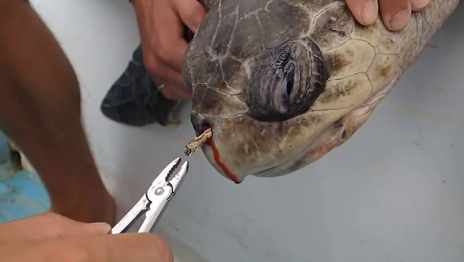 코스타리카 해변에서 발견된 코에 빨대가 꽂혀있는 바다거북이의 모습. 바다로 흘러들어간 플라스틱 쓰레기는 바다생물을 위협하고 있다. /사진=유튜브 채널 'Sea Turtle Biologist' 영상 캡처