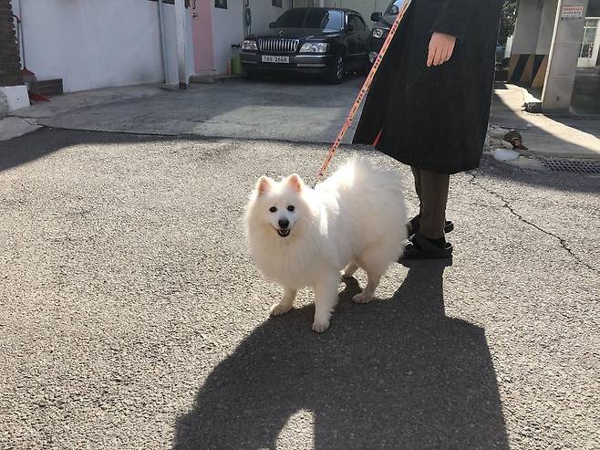 똘이의 입양을 원하는 가족이 나타나 이제 평범한 반려견으로서 다시 사회에서 살아가게 됐다.