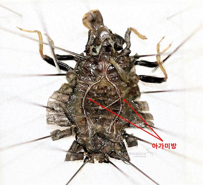쇠측범잠자리 애벌레 아가미방