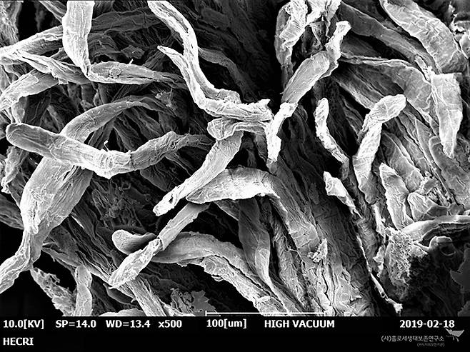 한국강도래 애벌레 기관 아가미(SEM)