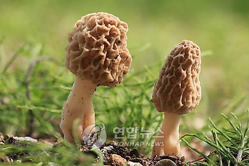 곰보버섯 [연합뉴스 자료사진]