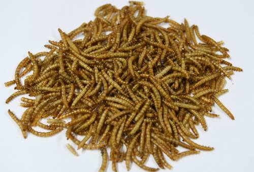 곤충식품 원료로 쓰이는 밀웜. 남정탁 기자