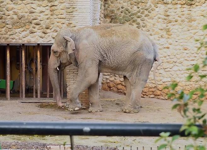 동물원 독방 생활 43년 만에 안락사에 이른 코끼리 플라비아