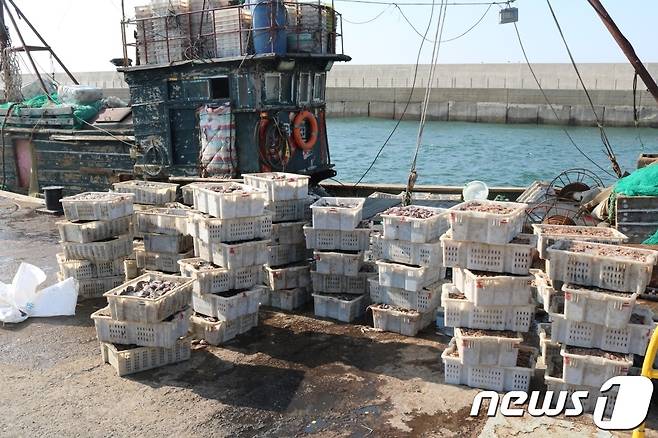 불법 조업으로 포획한 어획물(서해5도특별경비단 제공)2019.3.22/뉴스1 © News1 박아론 기자