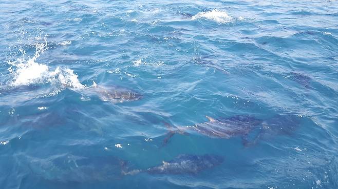경남 통영 욕지도 앞바다 참다랑어 가두리에서 참다랑어가 자라고 있다. 이정하 기자