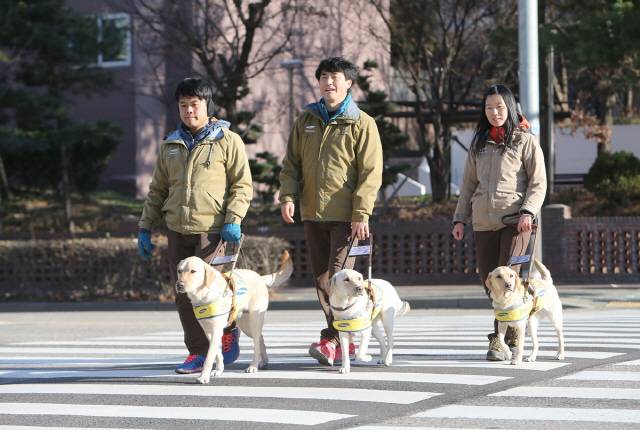 (왼쪽부터)이진용, 신규돌, 홍아름 훈련사가 예비 안내견들과 야외 훈련을 하고 있다./삼성화재 안내견학교 제공
