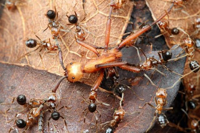 거북개미를 비롯한 개미 집단들에서 병정개미나 일개미는 생식 능력을 갖지 못한 채 여왕개미의 번식을 위해 자신을 희생한다.코스타리카 과학박물관 제공