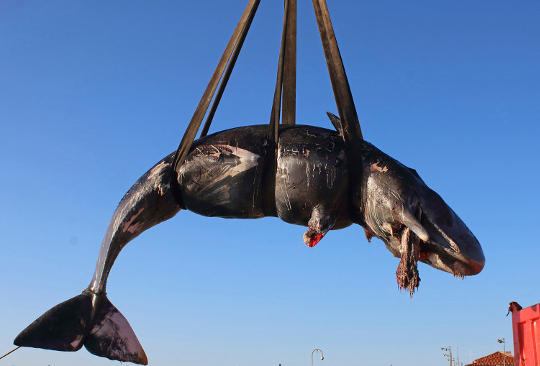 이탈리아 사르디니아섬의 휴양지 포르토 체르보 해안가에서 발견된 향유고래 사체가 지난달 29일(현지시간) 부검을 위해 크레인으로 옮겨지고 있다. 고래 뱃속에는 유산된 태아와 함께 22㎏에 달하는 폐플라스틱이 발견됐다. AP뉴시스