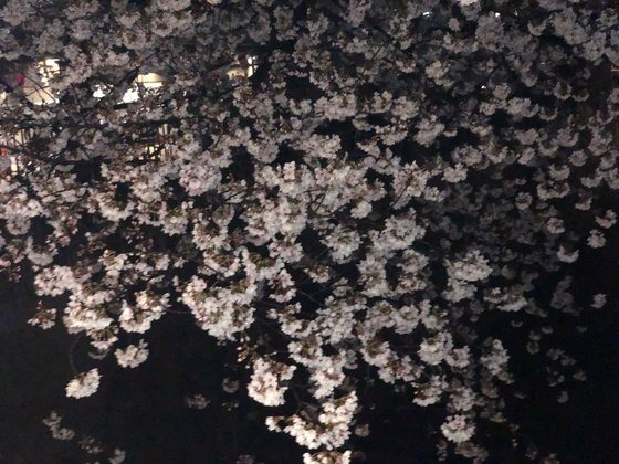 지난달 30일 밤 일본 도쿄의 벚꽃 명소인 메구로가와. 서승욱 특파원