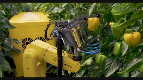 카메라로 촬영해 열매가 달린 가지만 잘라내는 파프리카 자동 수확 기계 [네덜란드 바헤닝헨대 Agro Food Robotics]