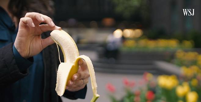 WSJ는 논란이 되고 있는 갤럭시 폴드의 화면보호막 문제를 언급하며 "정 벗기고 싶으면 바나나를 벗기라"며 관련 화면을 담은 동영상을 내보냈다. (출처 : 유튜브 갈무리) © 뉴스1
