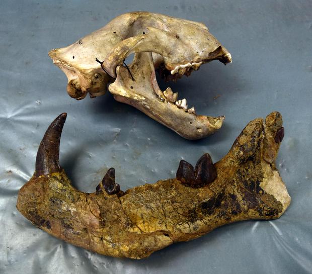 ‘심바쿠브와 쿠토카아프리카’(Simbakubwa kutokaafrika)의 화석