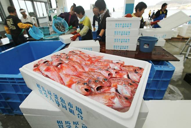 △2013년 9월 25일 후쿠시마 소마항구에서 잡힌 생선들[사진=AFP제공]