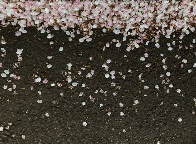 18일 서울 남산 산책로에 벚꽃잎이 떨어져 있다.