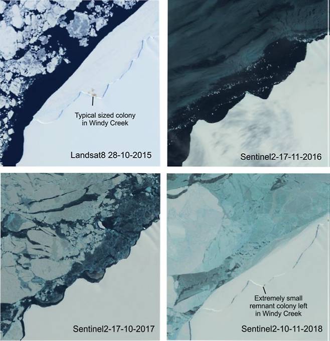 왼쪽 위 2015년에 비해 이후에는 바다와 잇닿은 빙하 모습이 다르다. 기후변화로 녹기도 했고, 엘니뇨에 의한 폭풍까지 겹쳐 펭귄의 개체수가 급감했다. 사진제공 학술지 남극과학