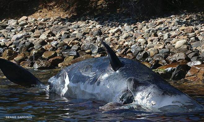 지난달 2일 이탈리아 사르데냐섬 해안에서 발견된 향유고래 뱃속에서는 새끼 고래와 함께 22㎏의 플라스틱이 발견됐다.
