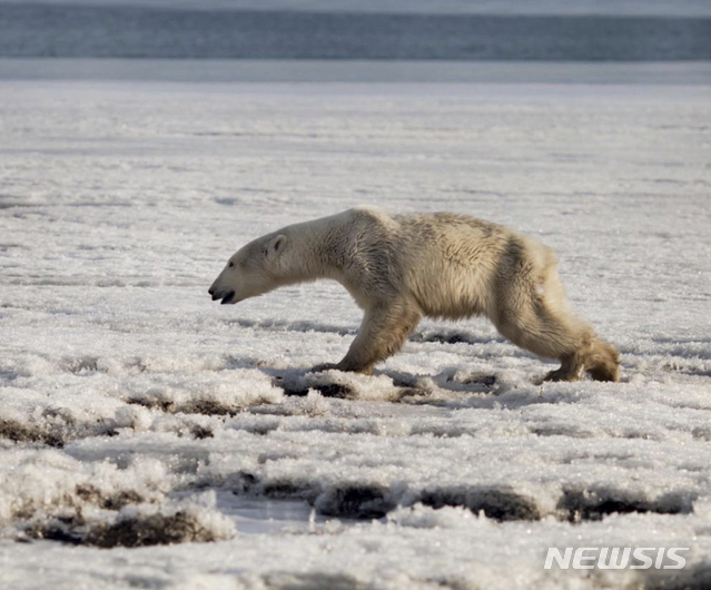 【틸리치키=AP/뉴시스】러시아 극동 캄차카 반도의 틸리치키 마을 인근에서 지난달16일(현지시간) 앙상한 몸을 한 북극곰이 발견됐다. 이 북극곰은 먹이를 찾아 서식지로부터 무려 700㎞나 떨어진 이 곳까지 온 것으로 추정되고 있다. 2019.04.18