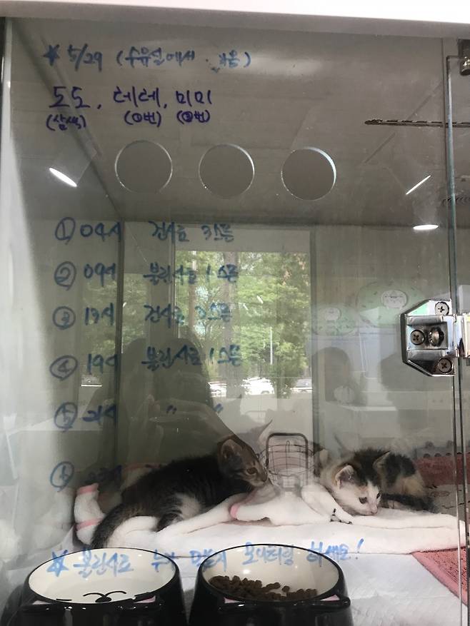 서울시 고양이입양카페의 새끼 고양이들. 직원들이 고양이들의 식사시간과 관리 요령 등을 적어 놓았다.
