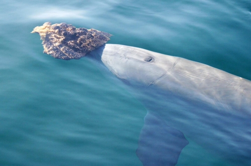 바다 해면을 이용해 먹이를 찾는 호주 샤크 베이의 남방큰돌고래 [시몬 앨런 제공]