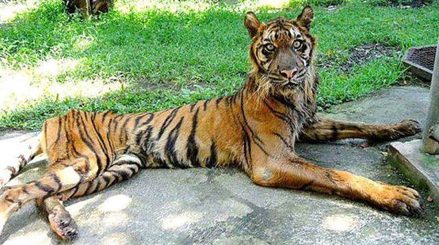 굶주려 바짝 마른 인도네시아 수라바야 동물원의 수마트라 호랑이. 과거 사진이다. 현지 매체 캡처