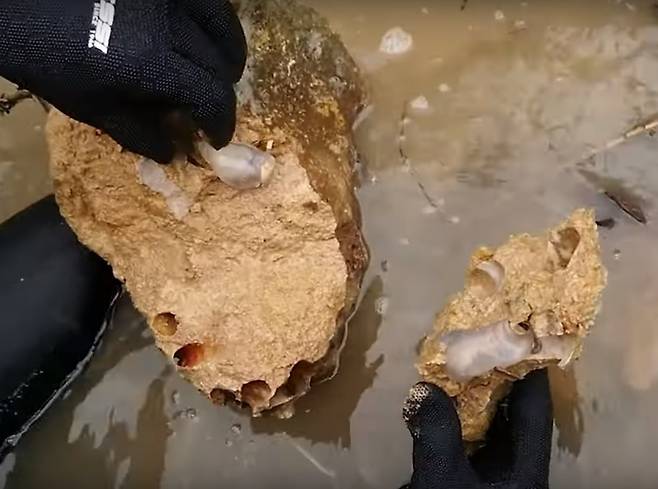 연구자가 석회암을 망치로 깨어내 구멍을 뚫고 들어가 사는 배좀벌레조개를 채집하고 있다. 루벤 쉽웨이 제공.