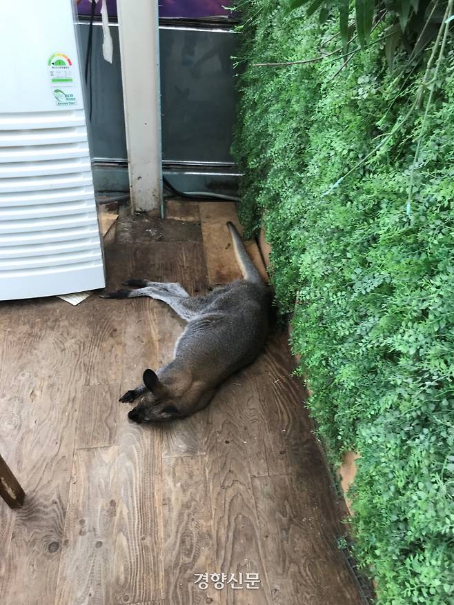 지난 10일 서울 마포구 한 동물카페 내 왈라비의 모습. 김기범기자