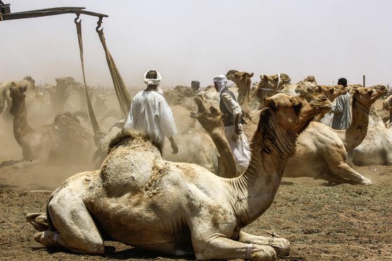 수단의 한 낙타시장에서 흥정이 끝난 낙타를 트럭에 옮겨 싣고 있다. [AFP=연합뉴스]