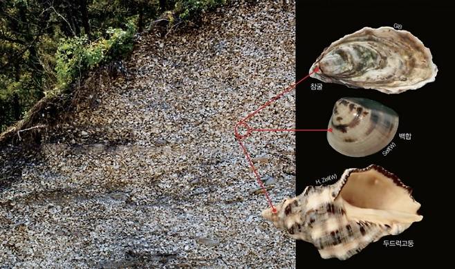 서해 연평도 주변의 모이도에서 발견된 패총의 모습. 해안 절벽에서 무려 두께 6m에 이르는 조개껍데기 층이 확인되었다. 두드럭고둥, 참굴, 백합 등의 조개류는 물론 매가오리 등 물고기의 뼈도 많이 남아있다. 국립문화재연구소 제공