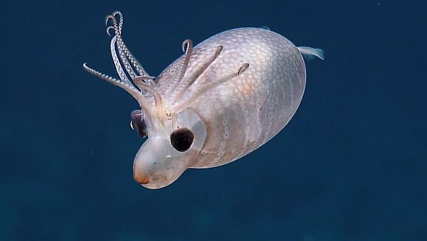 Nautilus Live - 7월 초 ‘노틸러스 탐사선’의 카메라에 포착된 ‘아기돼지 오징어’