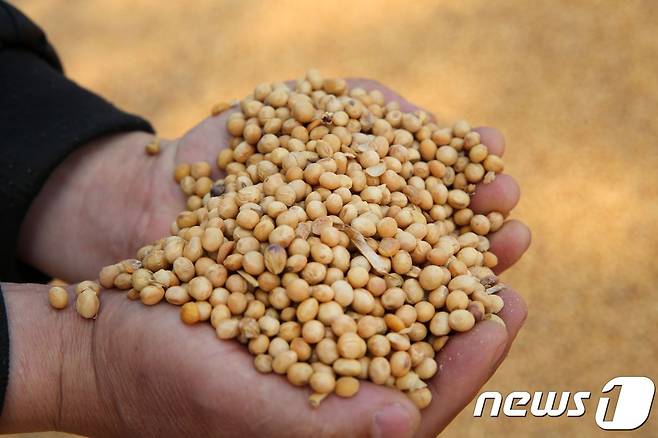 미국산 대두. © AFP=뉴스1